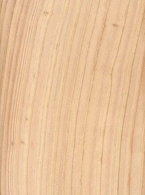 atlantic-white-cedar -t